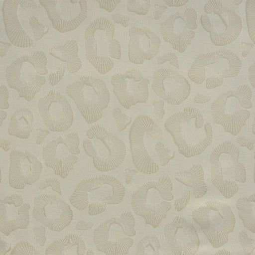 Coquina-# 828 cloud
