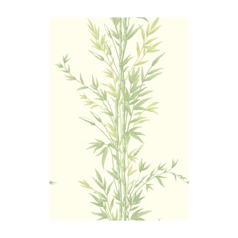 COLE & SON - BAMBOO- GREEN - Wallcovering by the Roll GREEN