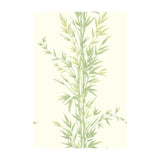 COLE & SON - BAMBOO- GREEN - Wallcovering by the Roll