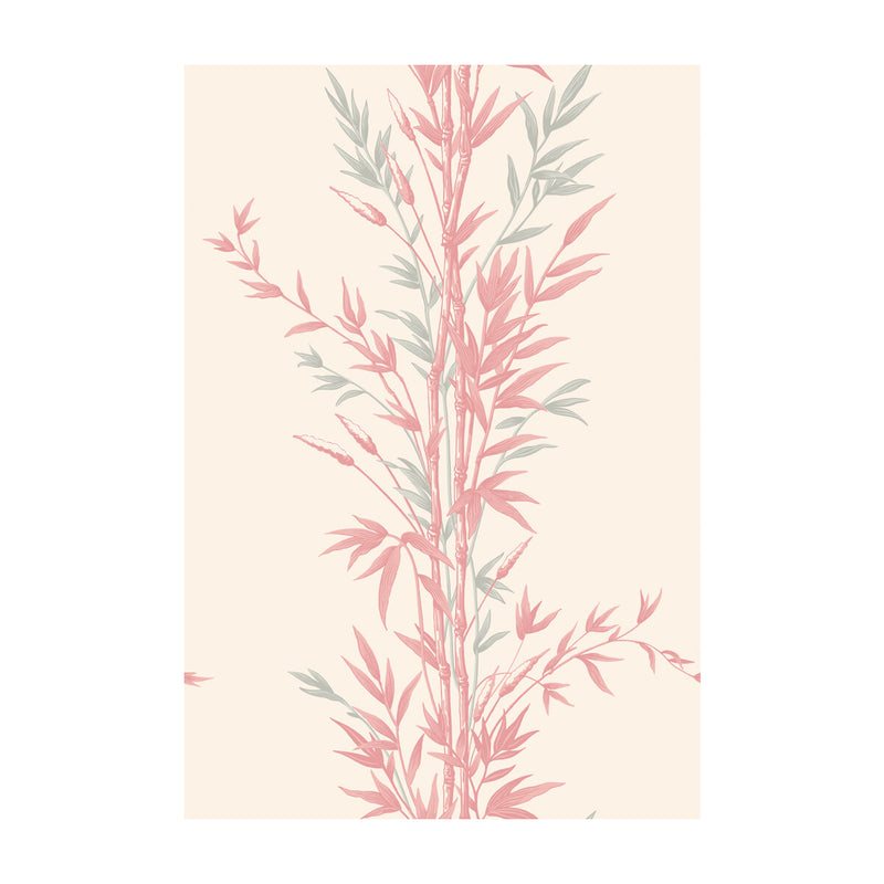 COLE & SON - BAMBOO- PINK - Wallcovering by the Roll PINK