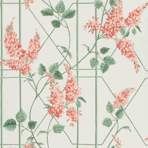 COLE & SON - WISTERIA- CORAL/SAGE/PARCH - Wallcovering by the Roll CORAL/SAGE/PARCH