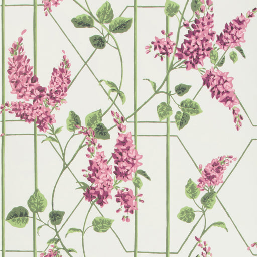 COLE & SON - WISTERIA- MAGENTA/GREEN/WH - Wallcovering by the Roll MAGENTA/GREEN/WH