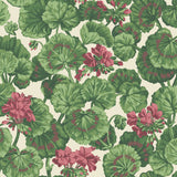 COLE & SON - GERANIUM- ROSE/FOREST GRN ON PARCHMENT  - Wallcovering by the Roll
