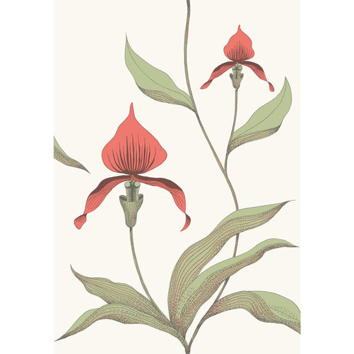 COLE & SON - ORCHID- RED/WHITE - Wallcovering by the Roll RED/WHITE