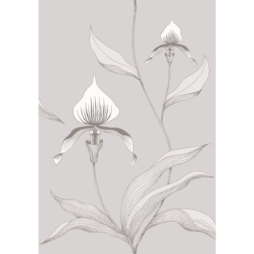 COLE & SON - ORCHID- GREY/WHITE - Wallcovering by the Roll GREY/WHITE