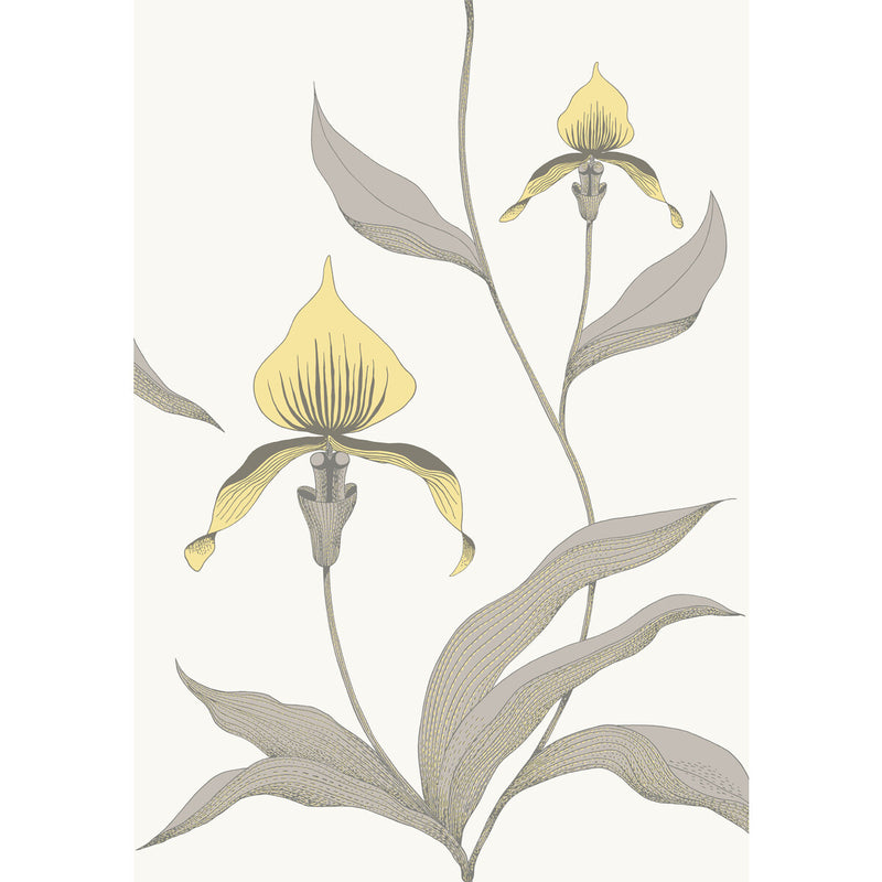 COLE & SON - ORCHID- YELLOW/WHITE - Wallcovering by the Roll YELLOW/WHITE