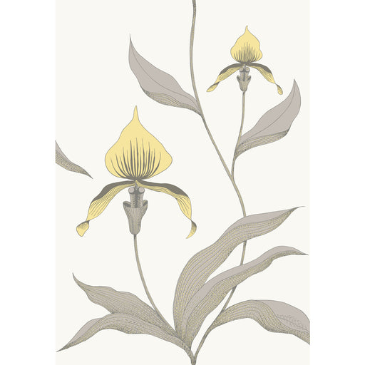 COLE & SON - ORCHID- YELLOW/WHITE - Wallcovering by the Roll YELLOW/WHITE