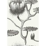 COLE & SON - LILY- BLACK/WHITE - Wallcovering by the Roll