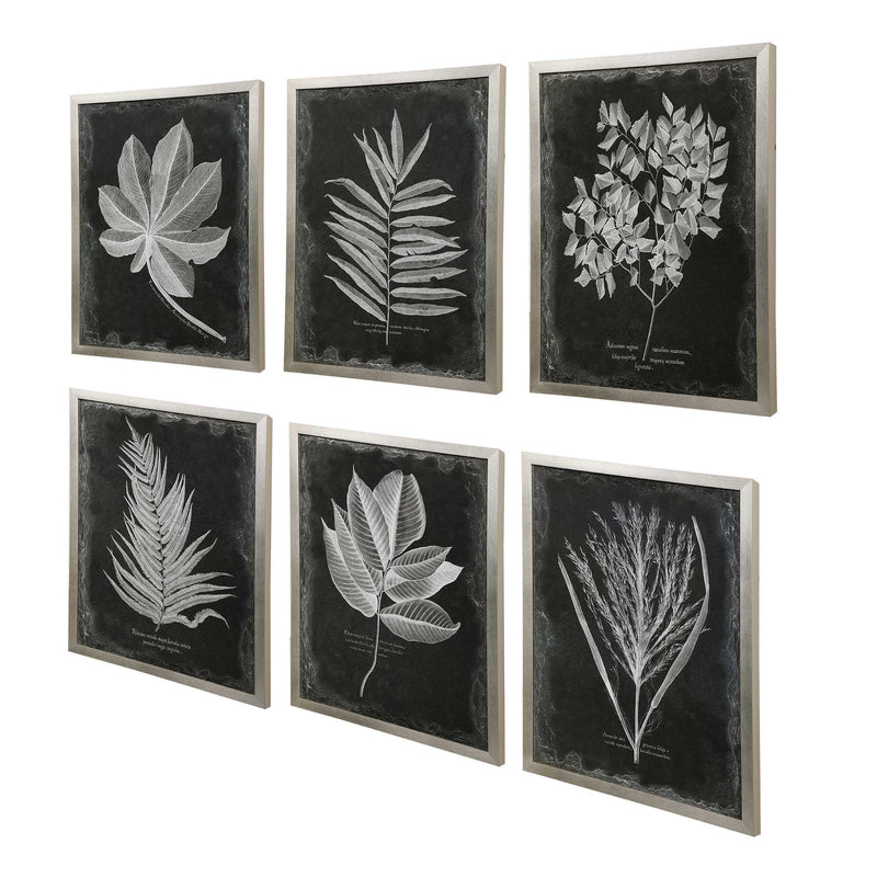 Uttermost Foliage Framed Prints Set/6