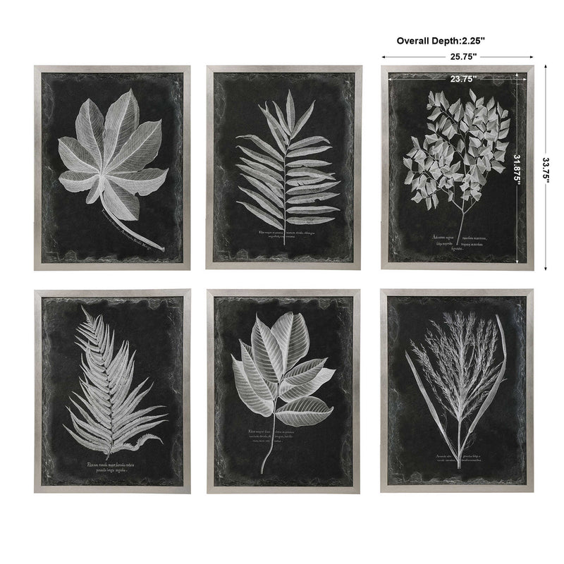 Uttermost Foliage Framed Prints Set/6