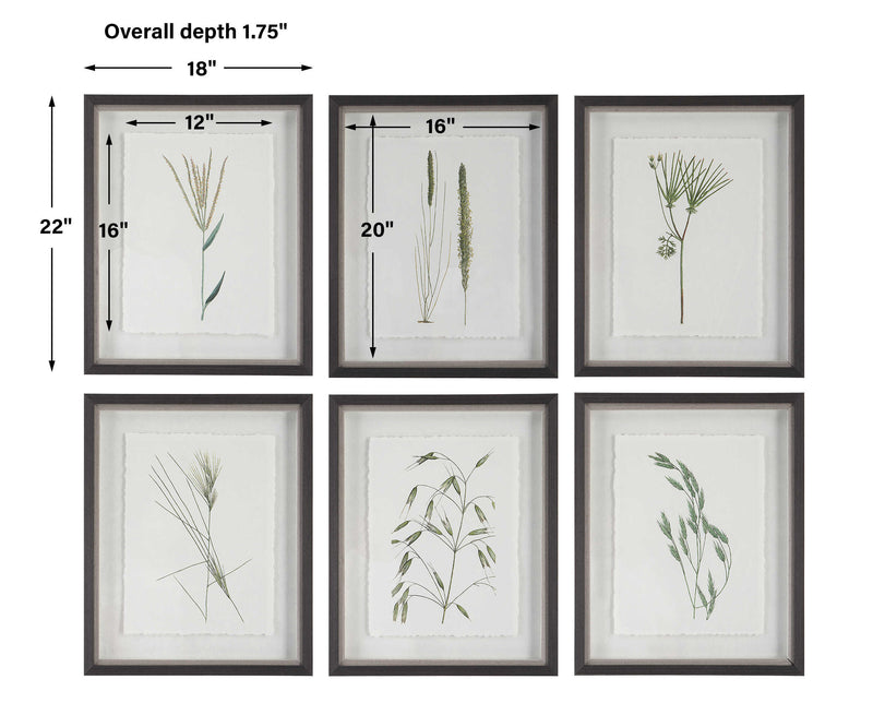 Uttermost Forest Finds Framed Prints Set/6