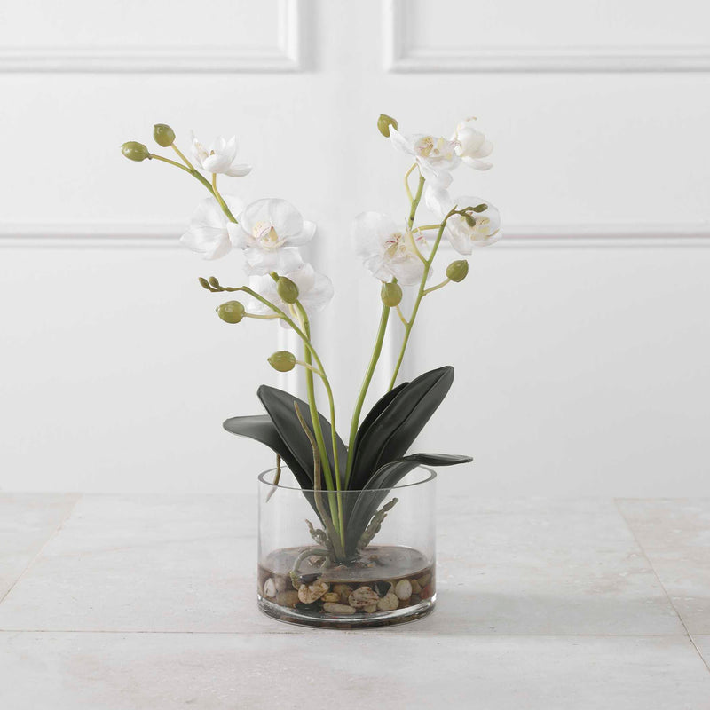 Uttermost Glory Orchid
