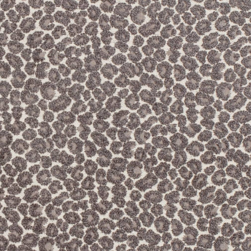Charlotte - D3776 - Charcoal - Fabric by the Yard Charcoal