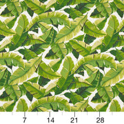 Charlotte - D948 - Palm - Fabric by the Yard - D948 - D948_Ruler