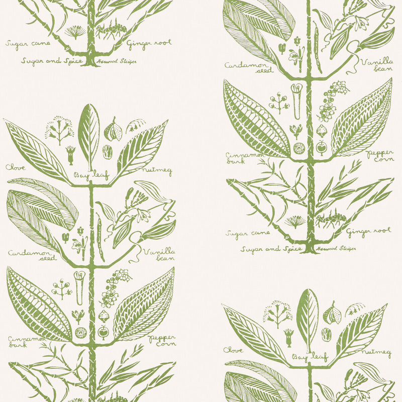 KRAVET COUTURE - SUGAR AND SPICE WP- CACTUS - Wallcovering by the Roll CACTUS