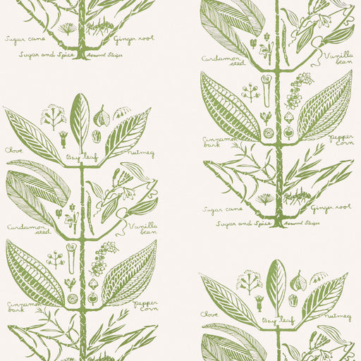 KRAVET COUTURE - SUGAR AND SPICE WP- CACTUS - Wallcovering by the Roll CACTUS